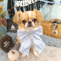 【池下店】2026年10月4日のワンちゃん達♪