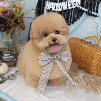 【池下店】2026年10月5日のワンちゃん達♪