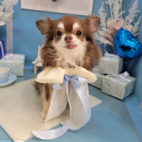 【本店】2026年10月24日のワンちゃん達♪