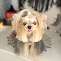 【本店】2026年10月3日のワンちゃん達♪