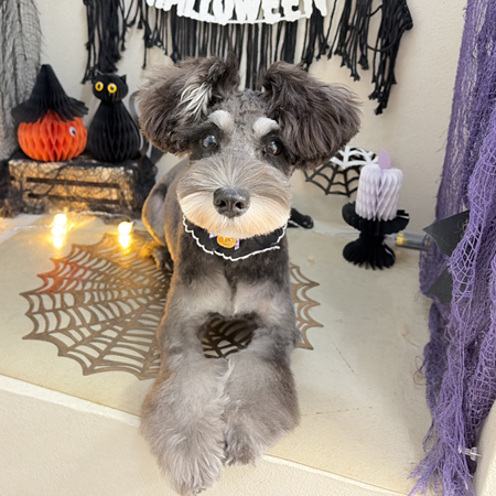 【本店】2026年10月5日のワンちゃん達♪