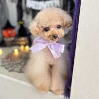 【本店】2026年10月9日のワンちゃん達♪