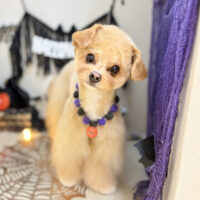 【本店】2026年10月11日のワンちゃん達♪