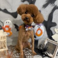 【星ヶ丘店】2026年10月1日のワンちゃん達♪