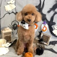 【星ヶ丘店】2026年10月3日のワンちゃん達♪