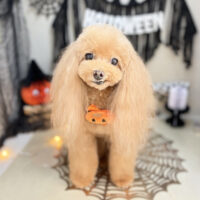 【本店】2026年10月16日のワンちゃん達♪