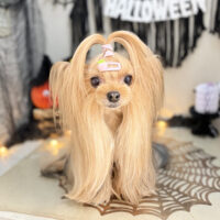 【本店】2026年10月17日のワンちゃん達♪