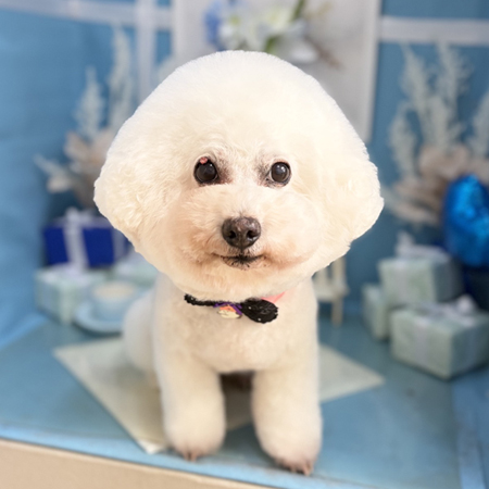 【本店】2026年10月25日のワンちゃん達♪