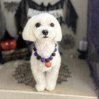 【本店】2026年10月1日のワンちゃん達♪