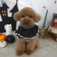 【山手店】2026年10月2日のワンちゃん達♪