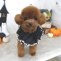 【山手店】2026年10月3日のワンちゃん達♪