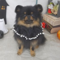 【山手店】2026年10月8日のワンちゃん達♪