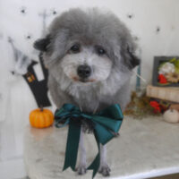 【山手店】2026年10月9日のワンちゃん達♪